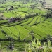 rice_tal_h_0085_bal4339.jpg